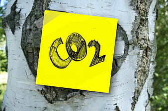 Yellow sticky note with CO2 text taped to birch tree bark