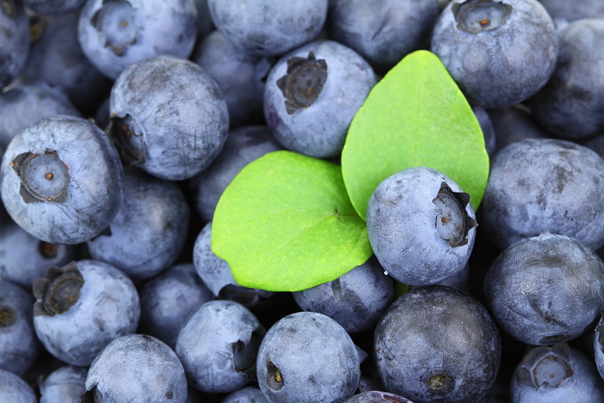 Close-up of fresh blueberries with green leaves