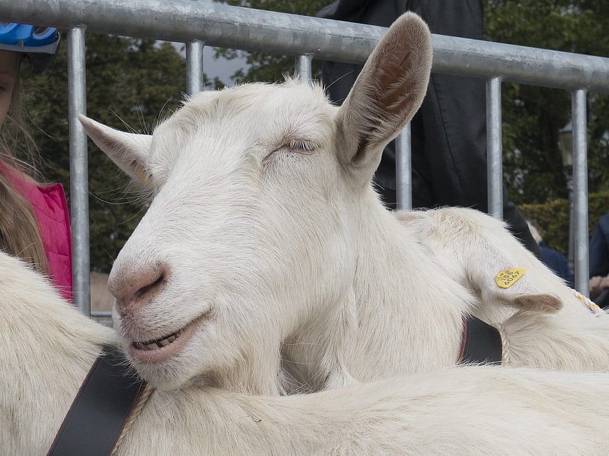 Close-up of a white goat with closed eyes and a smiling expression