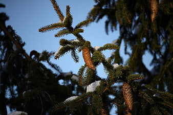Snowy fir tree branch with pinecones against blue sky