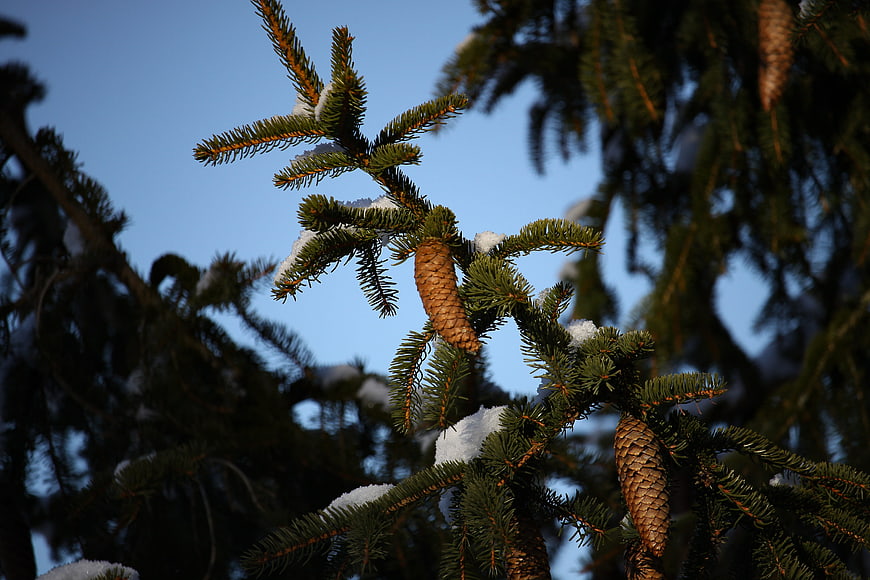Snowy fir tree branch with pinecones against blue sky