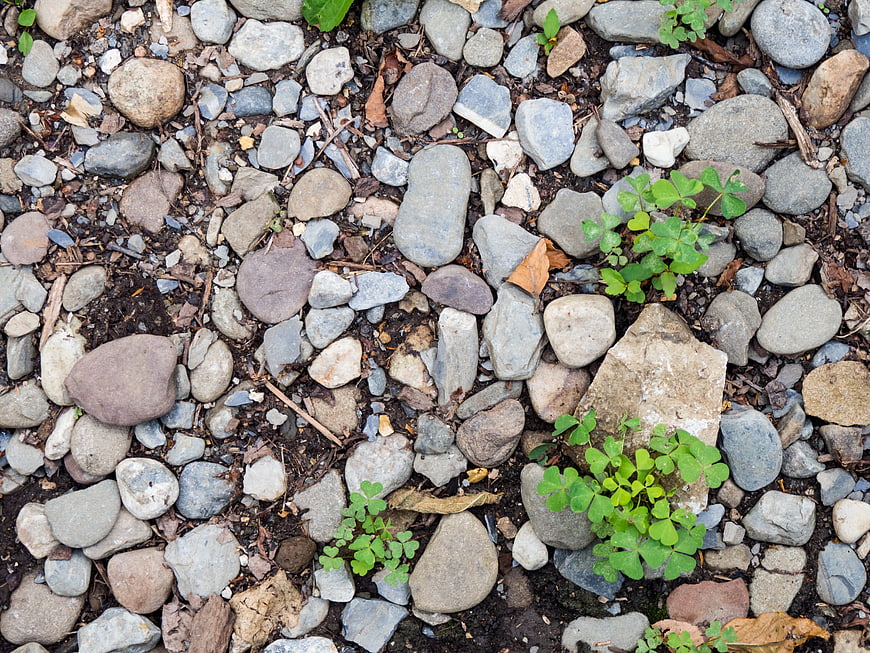 Top View of Smooth River Stones and Green Clover Plants