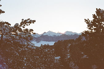 Snowy Pine Trees Framing Distant Mountain Peaks at Sunset