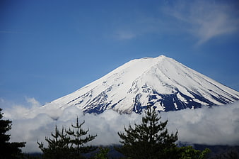 Snow-capped Mount Fuji rising above clouds with pine trees