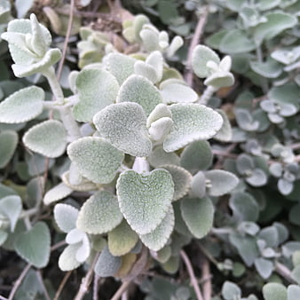 Close-up of fuzzy lamb's ear plant leaves