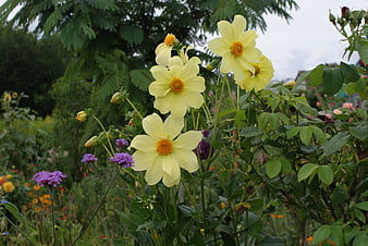 Pale yellow dahlia flowers blooming in a lush garden