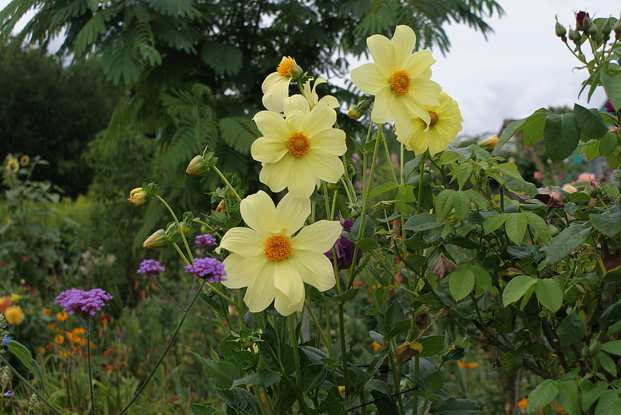 Pale yellow dahlia flowers blooming in a lush garden