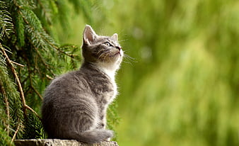 Curious gray kitten sitting on stone in nature