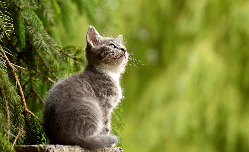 Curious gray kitten sitting on stone in nature