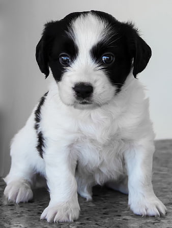 Cute black and white puppy sitting on gray surface