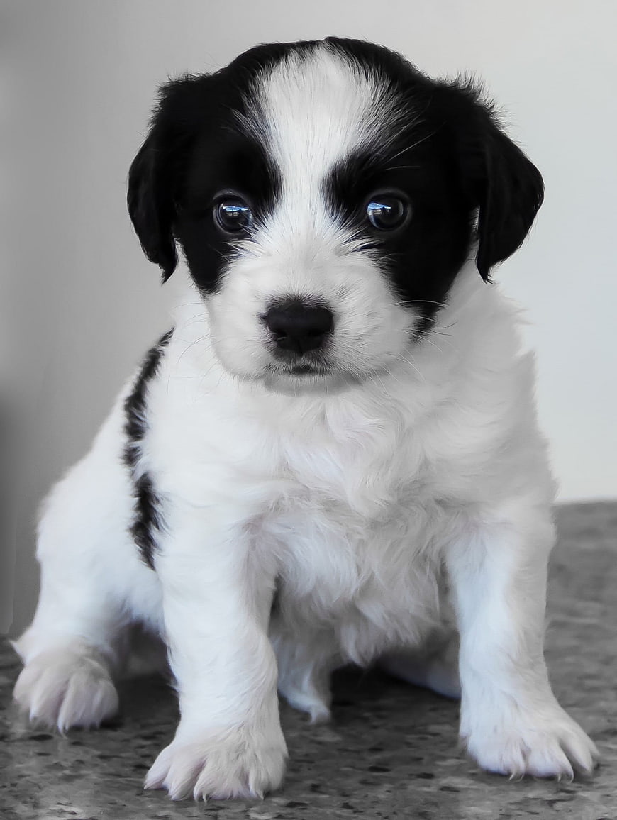 Cute black and white puppy sitting on gray surface