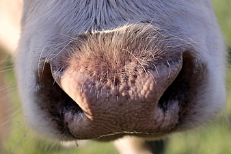 Extreme Close-Up of a Cow Snout and Nostrils