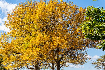 Vibrant Yellow Autumn Tree Against Blue Sky