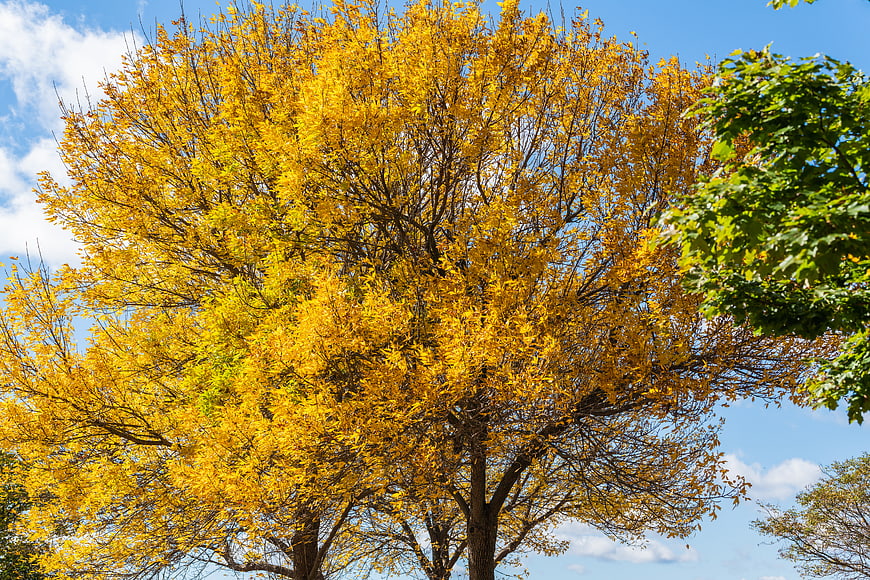 Vibrant Yellow Autumn Tree Against Blue Sky