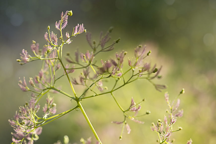 Close-up of delicate pink mistflower against blurred green background
