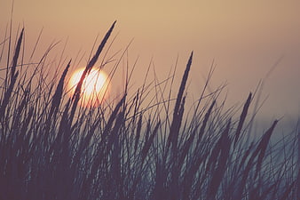 Silhouetted reeds against a warm golden sunset sky