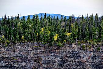 Dense evergreen forest on rocky cliff with distant mountains