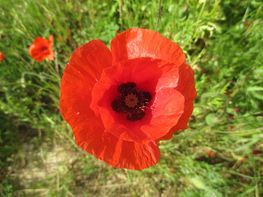 Vibrant Red Poppy Flower in Green Meadow