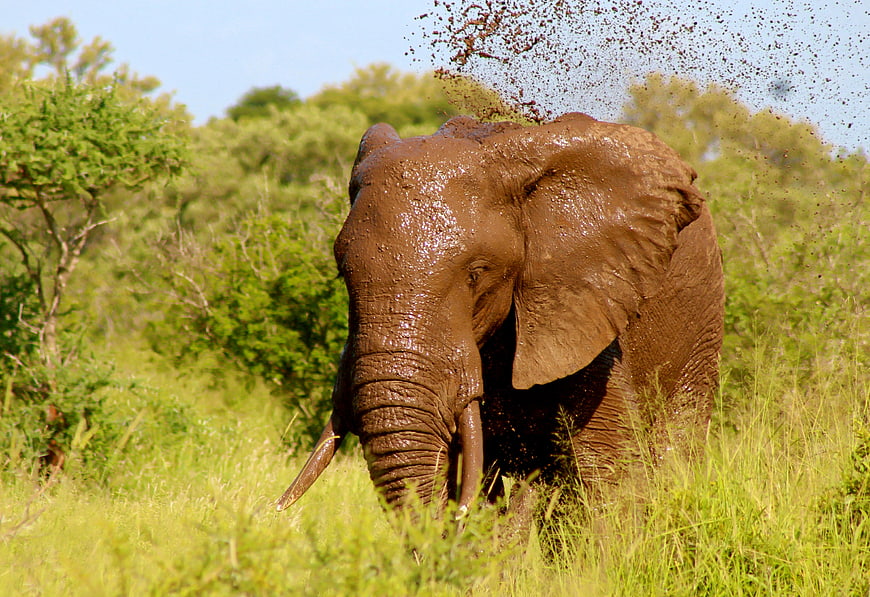 African Elephant Throwing Mud in African Savanna
