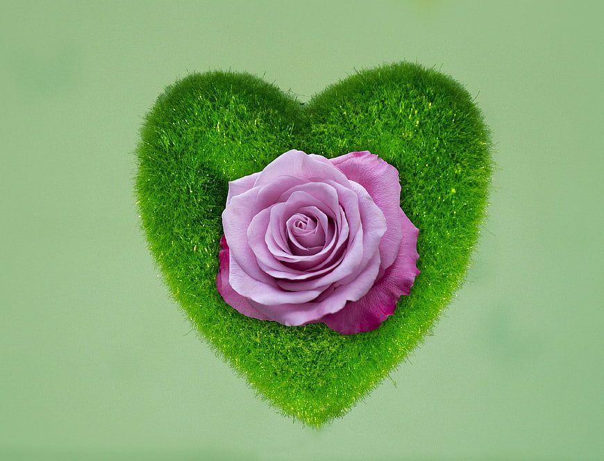 Pink rose on green moss heart shape background