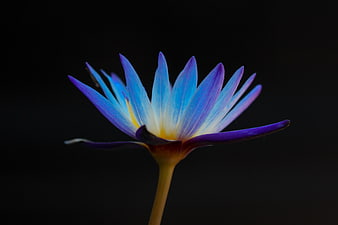 Blue Water Lily Flower on Black Background