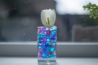 White Tulip in Glass with Colorful Water Beads