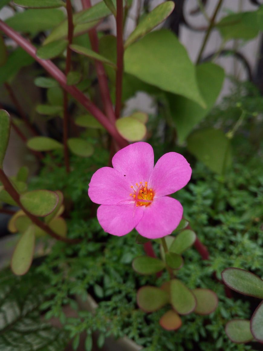 Close-up of vibrant pink Portulaca flower with green leaves