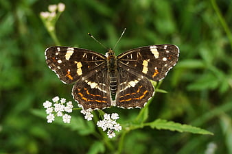 Close-up of a White Admiral Butterfly on White Wildflowers