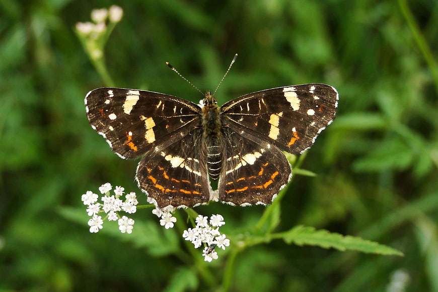 Close-up of a White Admiral Butterfly on White Wildflowers