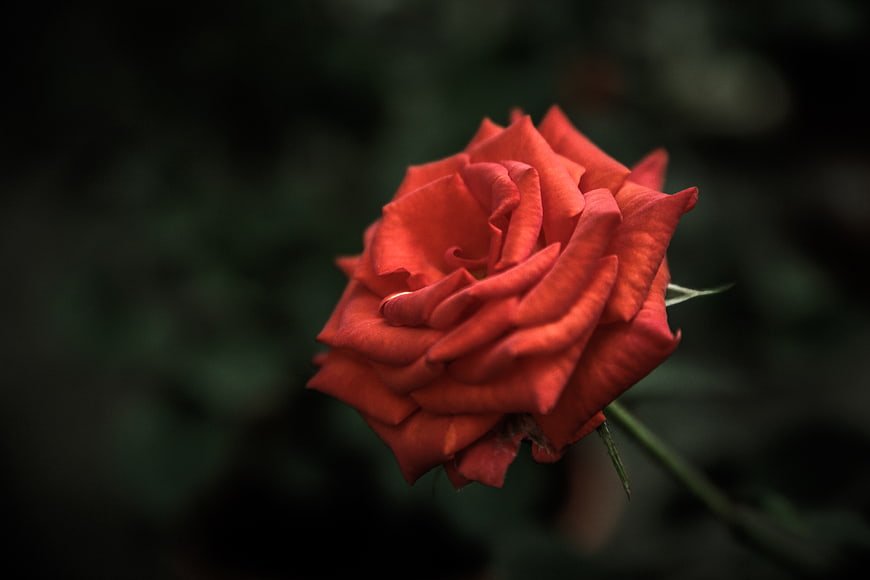 Close-up of a vibrant red rose against a dark background