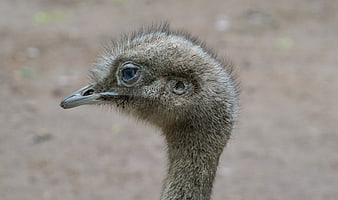 Close-up portrait of an emu head with detailed feathers