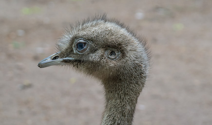 Close-up portrait of an emu head with detailed feathers