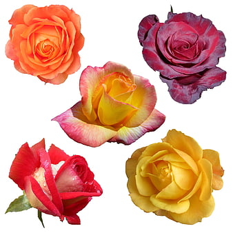 Collage of five colorful roses isolated on a white background