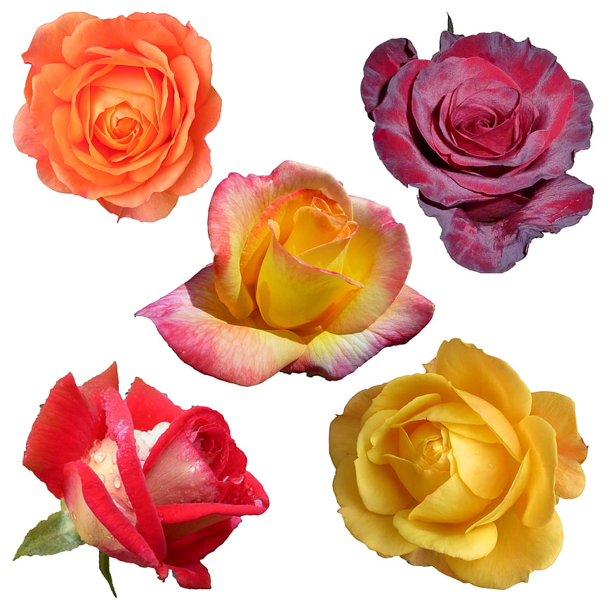 Collage of five colorful roses isolated on a white background