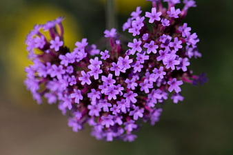 Close-up of purple verbena flowers with blurred background