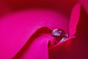 Macro water droplet on vibrant pink flower petal