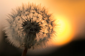 Dandelion Seed Head Silhouette at Golden Sunset