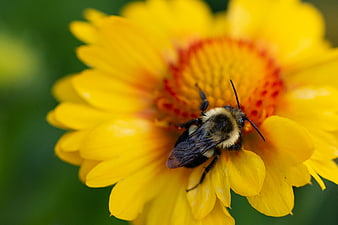 Bumblebee Pollinating Yellow Flower Macro