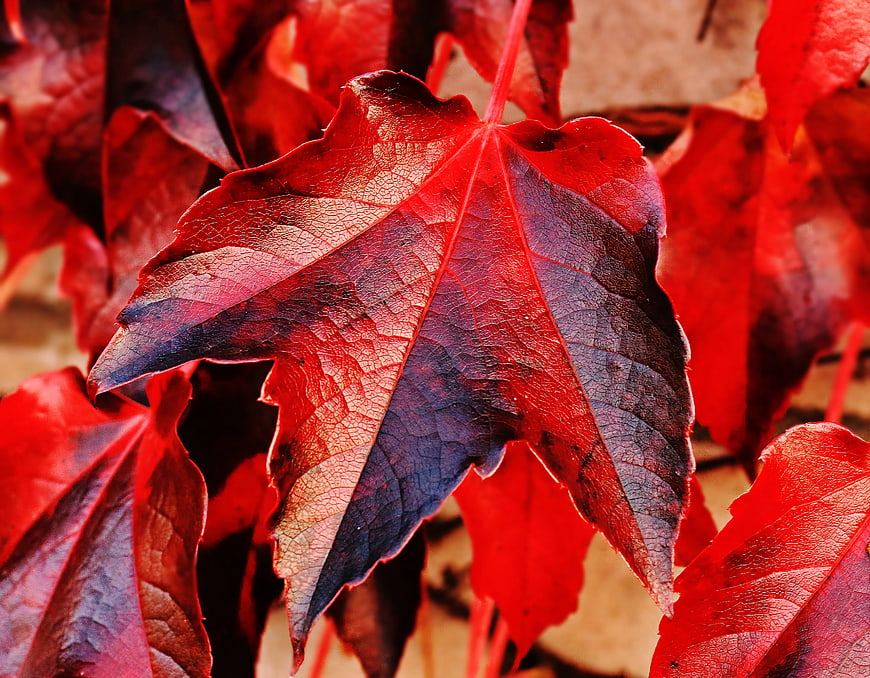Closeup of vibrant red autumn leaf with detailed texture