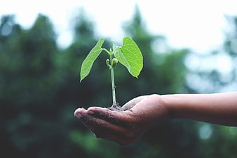 Hand Holding Small Green Plant Seedling