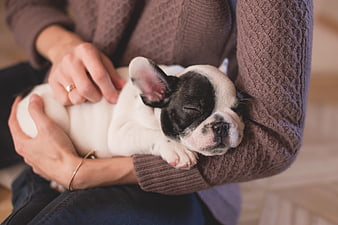 Sleeping French Bulldog Puppy Held In Woman's Arms