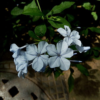 Close-up of delicate light blue plumbago flowers in sunlight