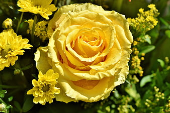 Close-up of a vibrant yellow rose with water droplets