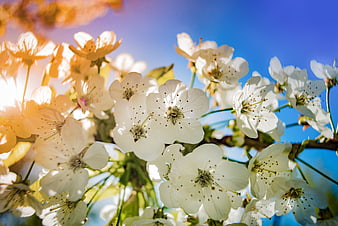 White Apple Blossoms Blooming Against Blue Sky