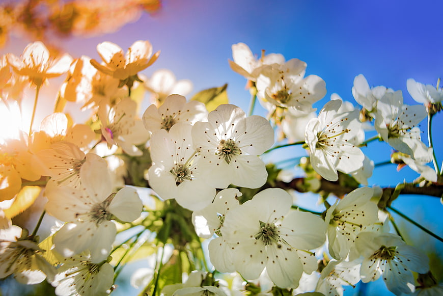 White Apple Blossoms Blooming Against Blue Sky