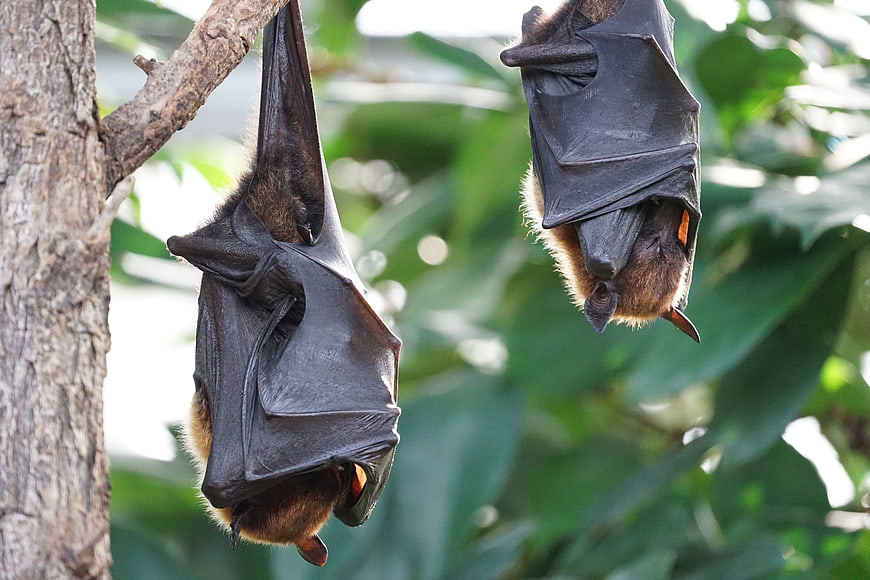 Two fruit bats hanging upside down from a tree branch