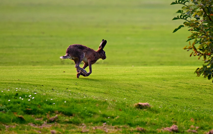 Wild hare running across a green meadow with a tree branch