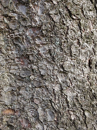 Close-up texture of rough pine tree bark