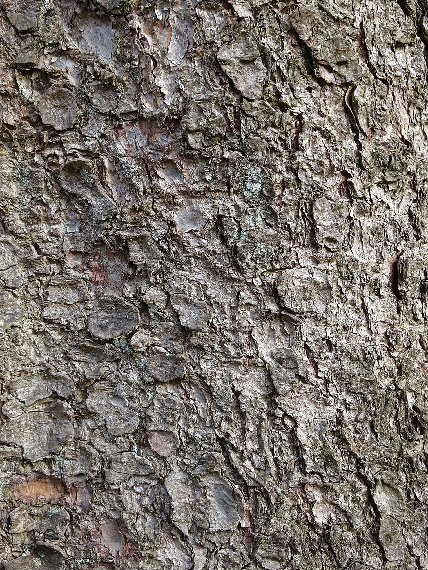 Close-up texture of rough pine tree bark