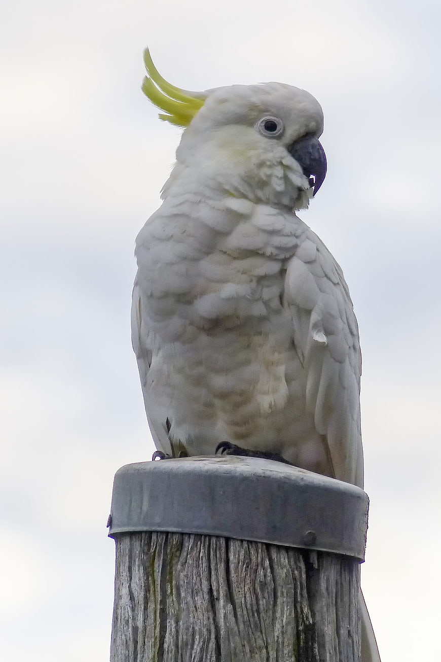 Sulphur-crested Cockatoo Perched on Wooden Post